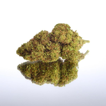 CBD Blüten Girl Scout Cookies | 2g Glas